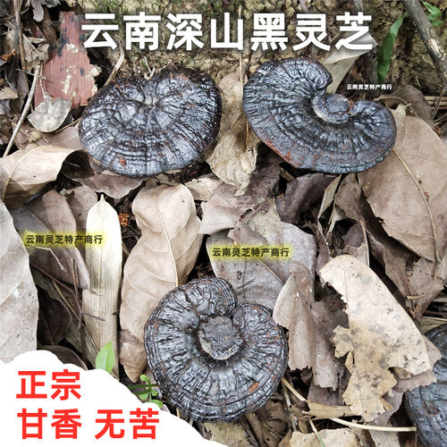 黑灵芝正宗云南野外生长紫灵芝深山干货整枝灵芝片散装泡酒料500g