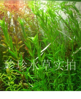 纯绿宫廷 绿宫廷( 10枝)珍珍水草 自产水中叶