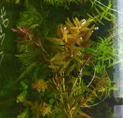 水草粉红宫廷 宫廷(100%自产水中叶)珍珍水草 5枝