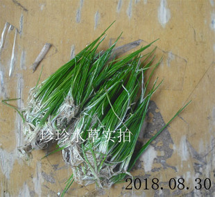 水草牛毛毡 牛毛  (一份）100%水中叶(自产）珍珍水草