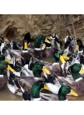 青头麻鸭种蛋产蛋王受精蛋新鲜可孵化绿头麻鸭种蛋青皮绿壳鸭蛋