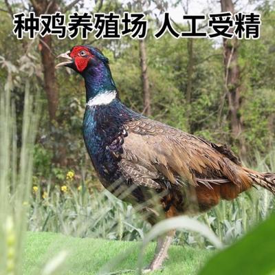 纯种七彩山鸡种蛋受精蛋可孵化小鸡 鸡苗种鸡蛋高受精率农场直发