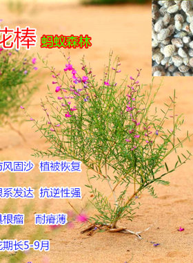 种子花棒生态修复野生产地批发