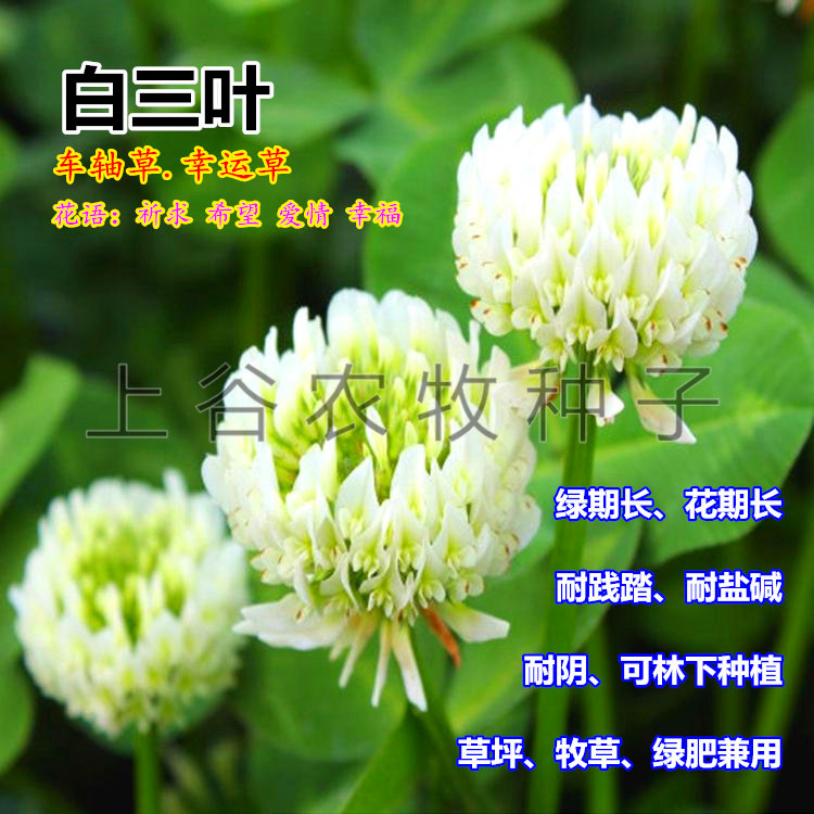 牧草种子果园幸运草包邮
