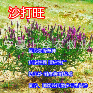 沙打旺种子麻豆秧斜茎黄氏多年生绿肥饲草水土保持兼用草种 包邮