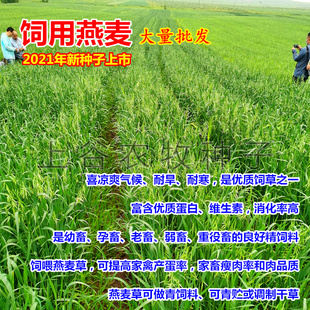 饲用燕麦草籽母牛仔畜牧草种子高产饲料高营养春秋季种植热卖包邮