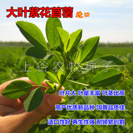 苜蓿草种籽进口紫花苜蓿南北方多年生草种蓝花苜蓿种高产畜牧绿化