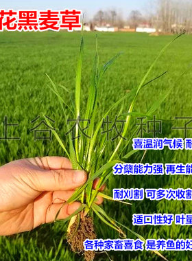 多花黑麦草四季高产牧草宽叶包邮