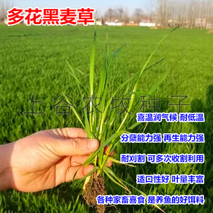 多花黑麦草种子进口一年生四季高产宽叶型草籽家禽家畜宠物兔包邮