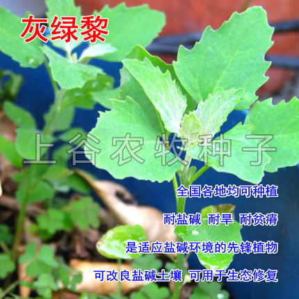 灰绿黎种子草籽植被修复护坡易生耐旱灰条草矿山修复绿化产地包邮