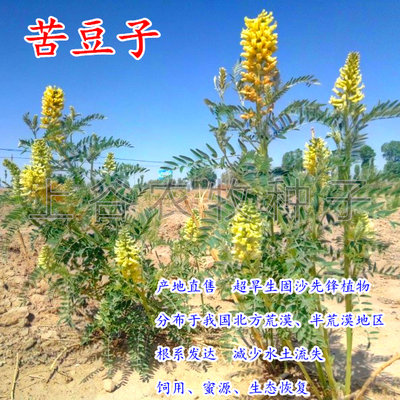苦豆子荒山盐碱地植被修复草种