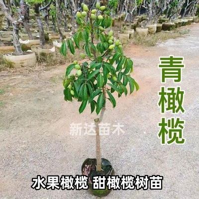 广西甜橄榄树苗四季种植当年结果