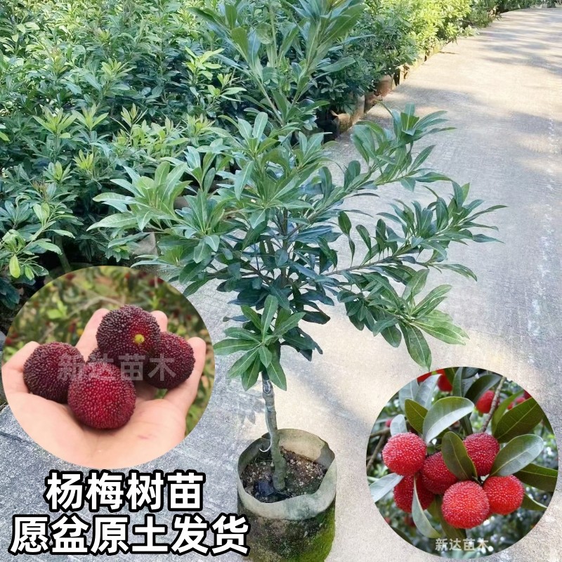 正宗东魁杨梅树苗仙居大白梅早熟杨梅苗南方种植地栽盆栽果树苗