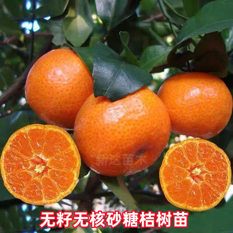 无籽金秋沙糖桔树苗盆栽地栽种植