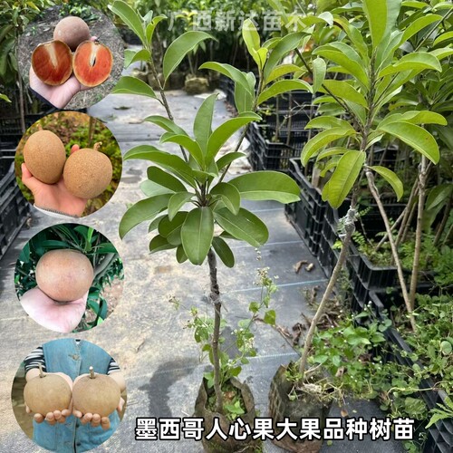 墨西哥人心果苗大果品种四季越南人参果树苗阳台庭院盆栽当年结果