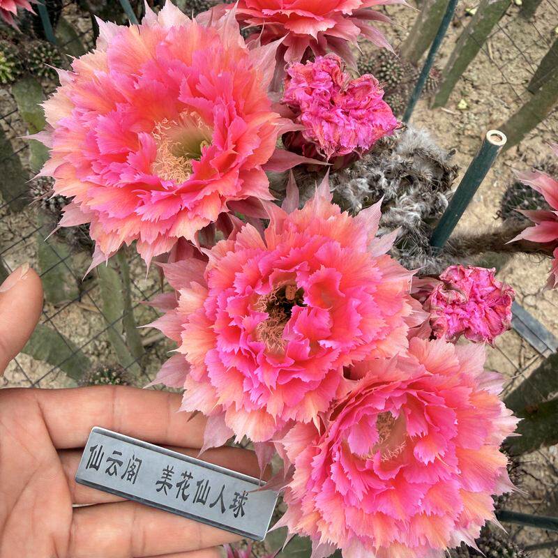 凤羽6号 仙人球 大花锯齿羽毛品种 容易开花 阳台庭院花卉绿植