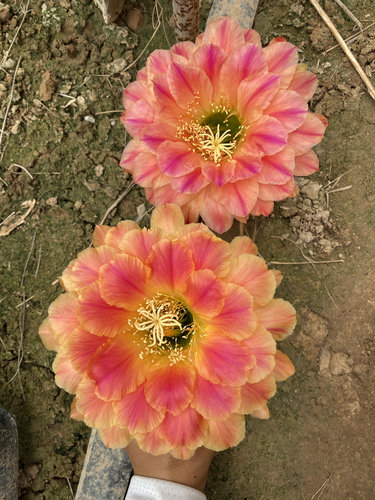 蜻蜓短刺矮胖风云阁毛花柱