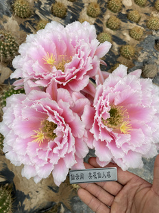 毛花柱 大仙女 仙云阁美花仙人球彩草丽花黄金妞阳台庭院盆栽花卉