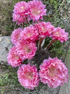 仙人球 彩草 南方淑女 经典品种 毛花柱 黄金妞 仙云阁美花仙人球