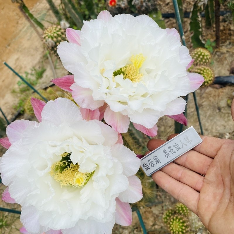 毛花柱 白牡丹 白色蕾丝品种 仙云阁美花仙人球彩草丽花黄金妞