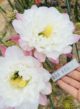 毛花柱 白牡丹 白色蕾丝品种 仙云阁美花仙人球彩草丽花黄金妞