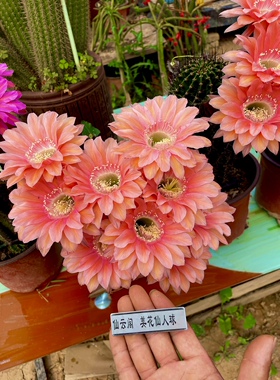 彩草席克氏遐想仙云阁美花仙人球毛花柱丽花黄金妞阳台庭院绿植