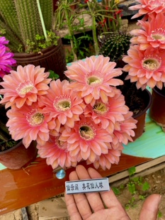 彩草席克氏遐想仙云阁美花仙人球毛花柱丽花黄金妞阳台庭院绿植