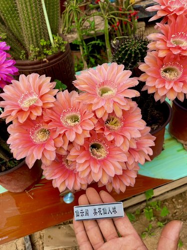 彩草席克氏遐想仙云阁美花仙人球毛花柱丽花黄金妞阳台庭院绿植