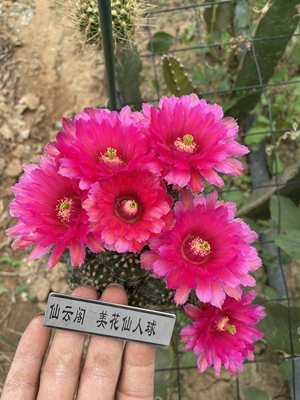 鲜红虾 仙人掌 仙云阁美花仙人球毛花柱黄金妞绿植盆栽阳台庭院
