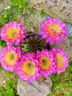 萤火虫彩草仙云阁美花仙人球丽花黄金妞阳台庭院盆栽花卉