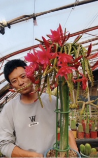 鼠尾令箭 XB 仙人科植物 大红花 仙人球 垂吊植物 仙云阁美花球