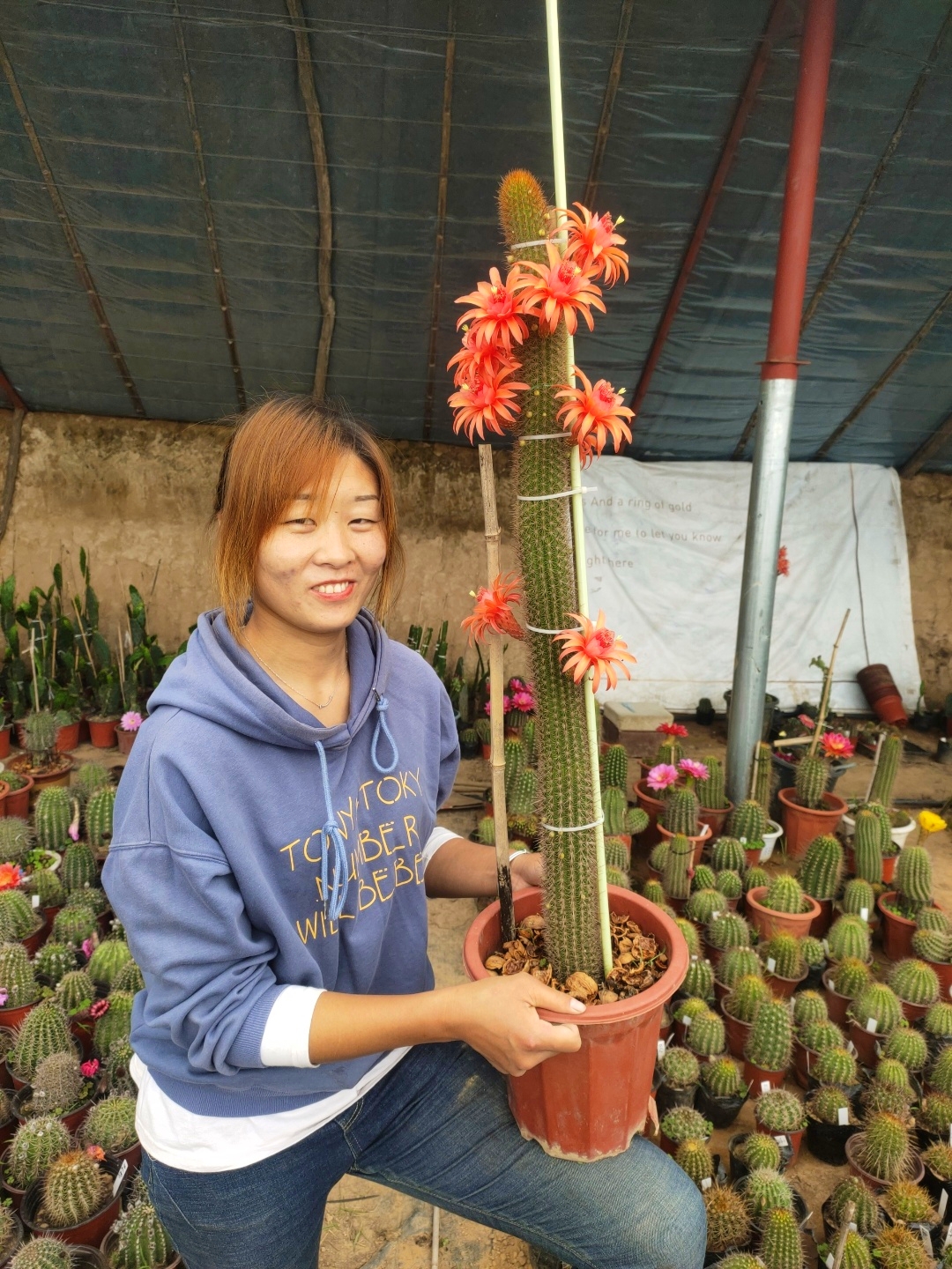 黄金妞莱特森幸福彩草毛花柱丽花仙云阁美花仙人球阳台庭院盆栽