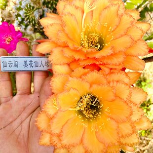 毛花柱 黄金海岸 古铜黄蕾丝品种 仙云阁美花仙人球彩草丽花