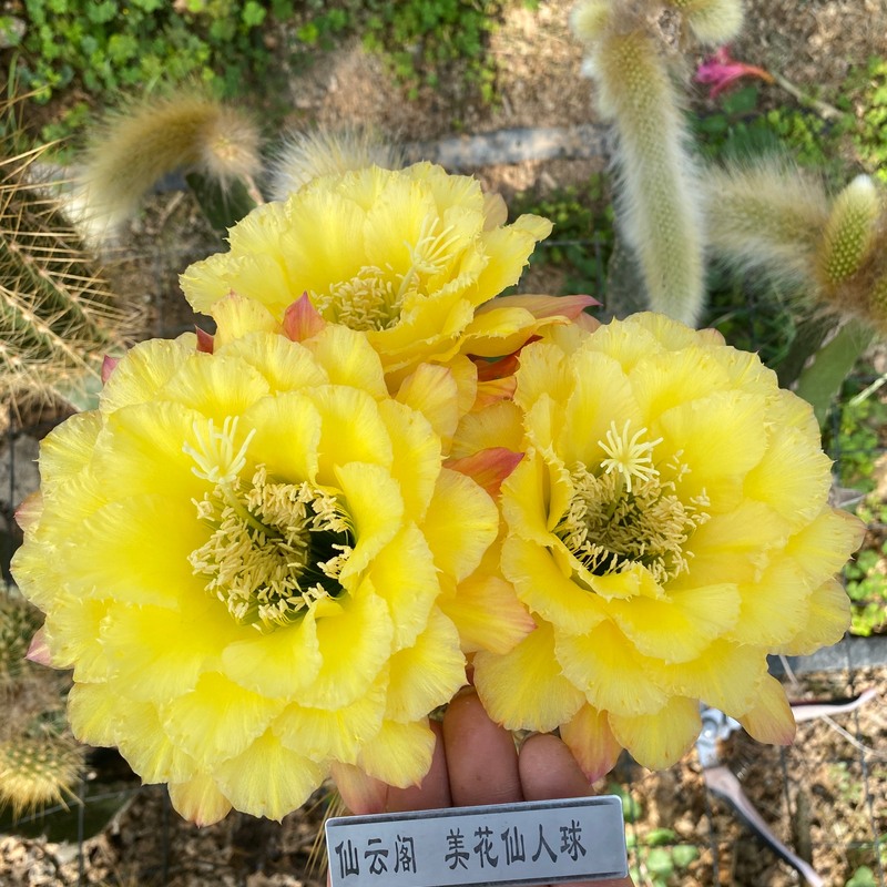 毛花柱 清清公主 黄色蕾丝花仙人柱 仙人掌盆栽 仙云阁美花仙人球