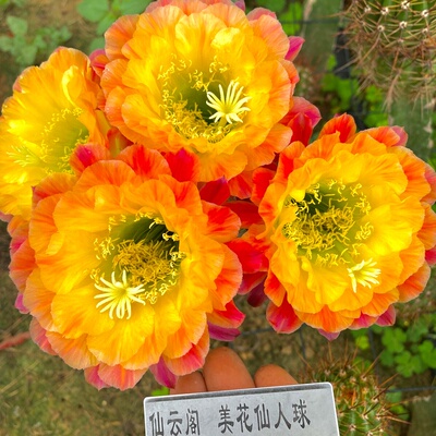 毛花柱 大满贯 仙云阁美花仙人球黄金妞彩草丽花仙人掌阳台庭院