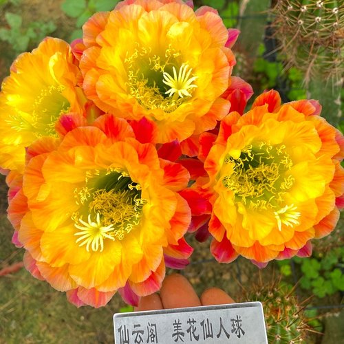 毛花柱 大满贯 仙云阁美花仙人球黄金妞彩草丽花仙人掌阳台庭院