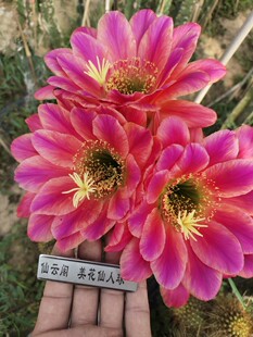 毛花柱安妮特仙云阁美花仙人球彩草丽花黄金妞阳台庭院盆栽花卉