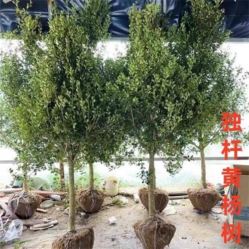 独杆黄杨树苗别墅庭院耐寒四季