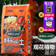 朝日君子兰营养土养花专用通用家养水仙朱顶红盆栽有机土种植土