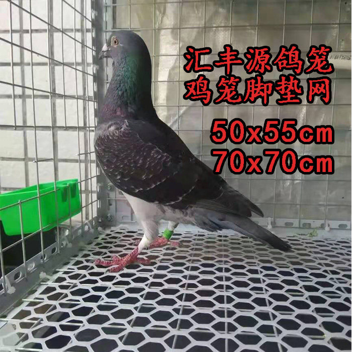 鸽子脚垫网鸽笼底网肉鸡雏鸡笼垫网鸽子笼漏粪脚垫网塑料养殖平网