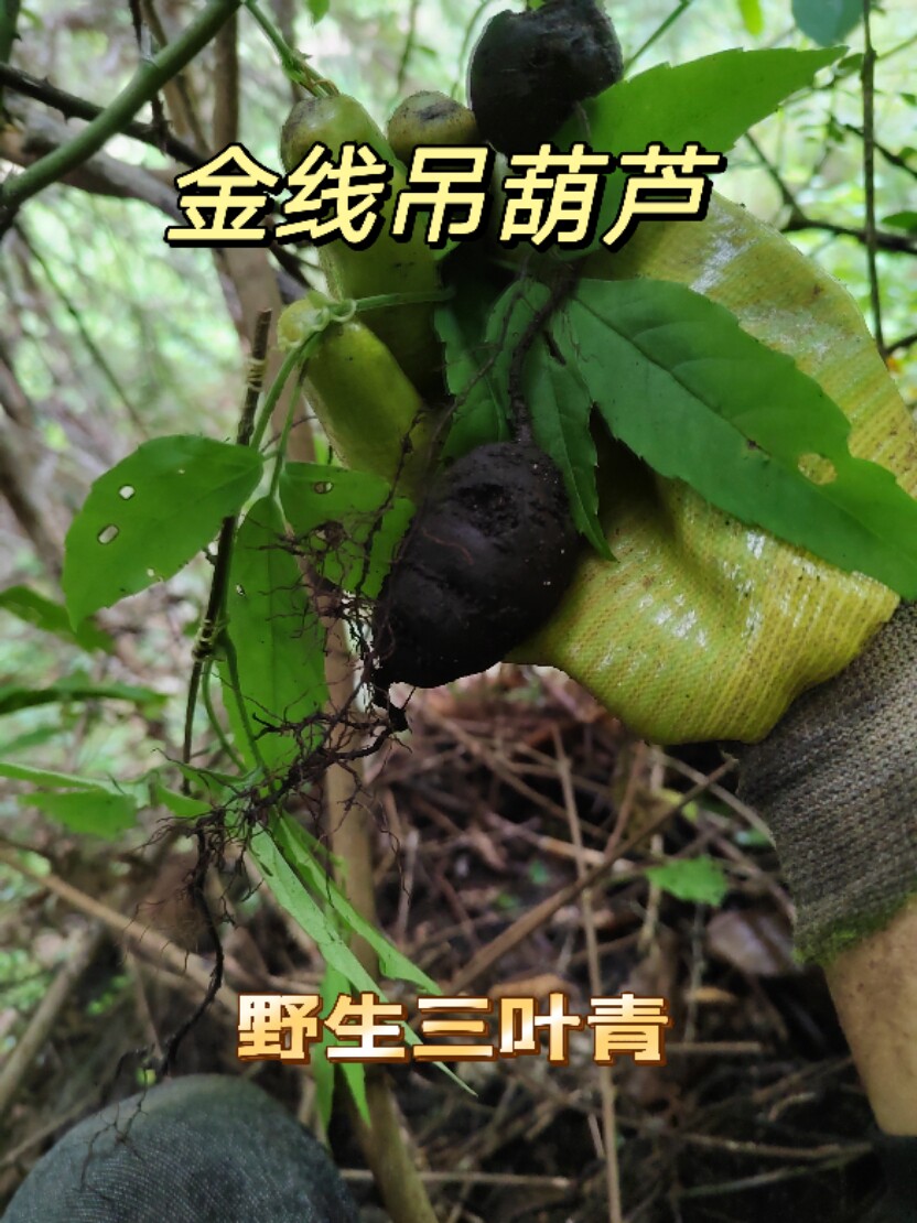 新鲜野生三叶青500g中药材金线吊葫芦丝线吊金钟清热小儿高烧不退