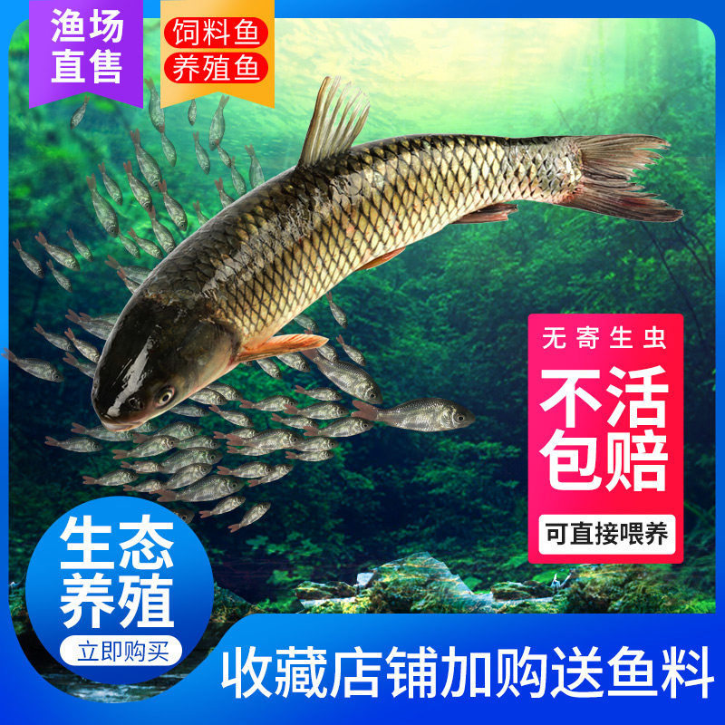 精品草鱼鱼苗好养易活大草鱼淡水养殖鱼水库鱼塘优质鱼种活鱼包邮