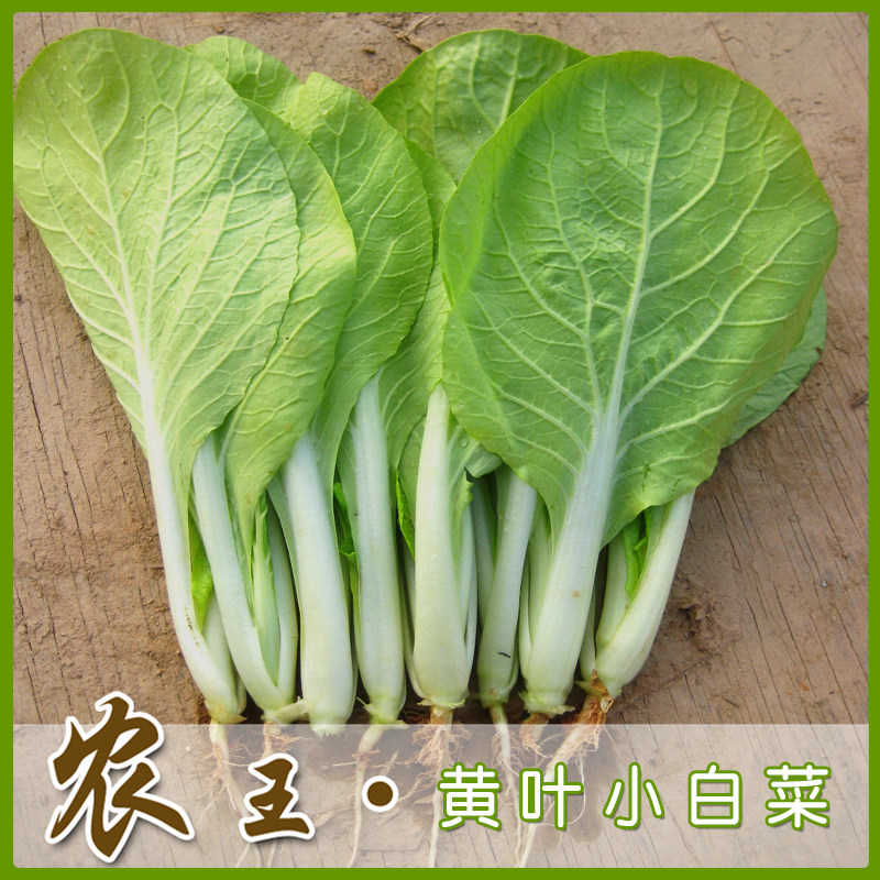 蔬菜种子 阳台种菜 盆栽 白菜种籽原装彩包体验黄叶小白菜   包邮