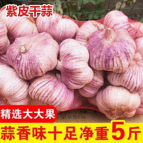 香蒜紫皮精选大个多瓣蒜早熟