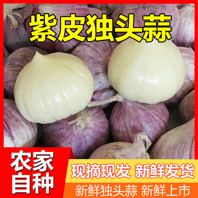 26年新蒜独头紫皮独头蒜香辣农家精选品质新鲜应季紫皮独头蒜