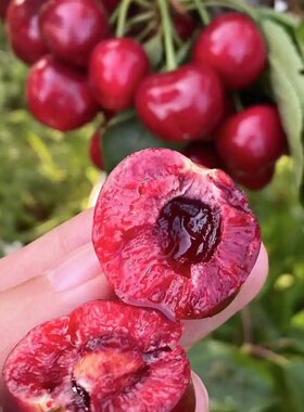 拉宾斯大樱桃树苗樱桃苗南北方地栽庭院果树苗盆栽嫁接车厘子树苗