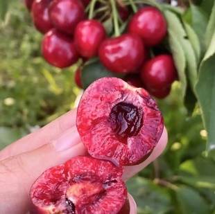 拉宾斯大樱桃树苗樱桃苗南北方地栽庭院果树苗盆栽嫁接车厘子树苗