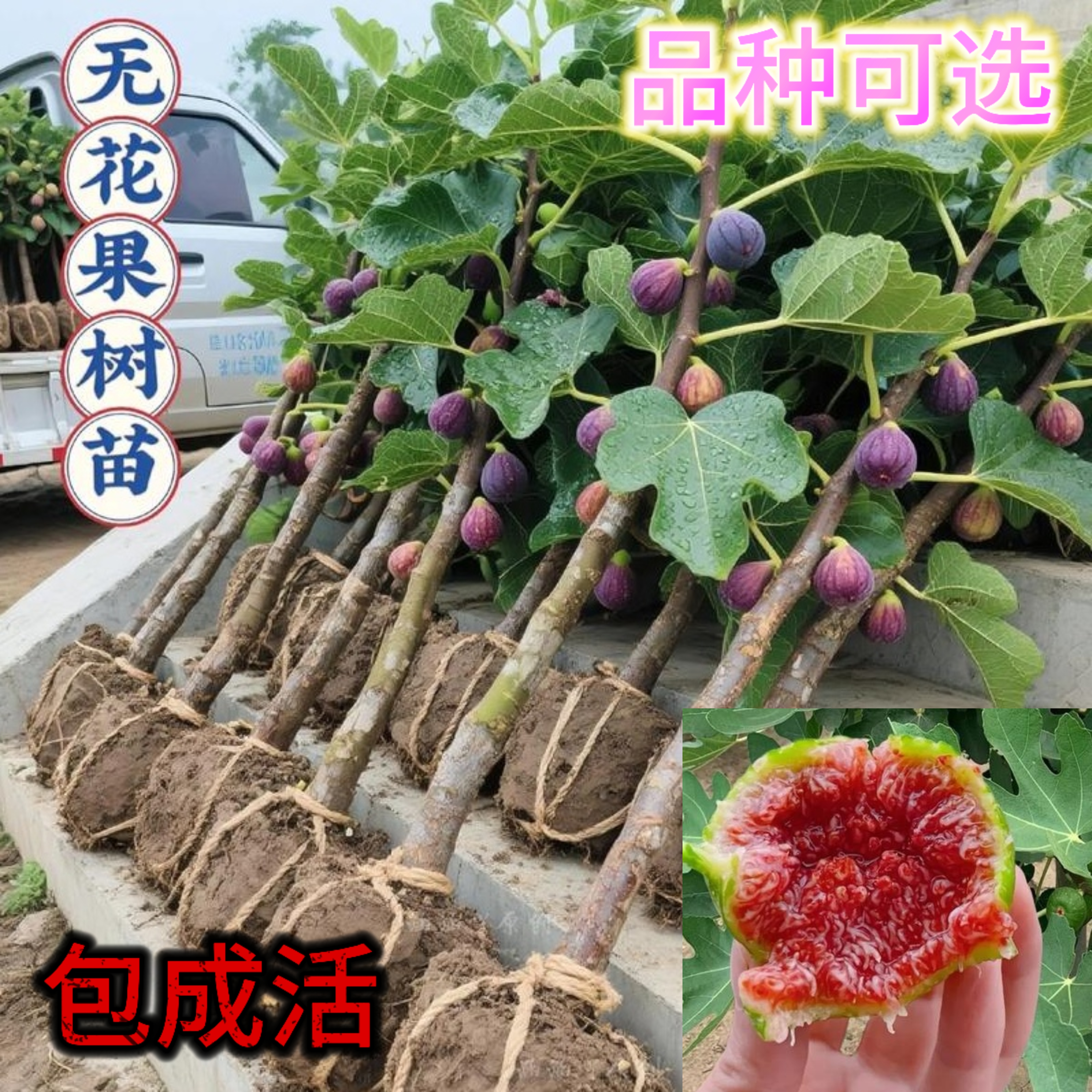 大果无花果树苗111南方北方种植庭院地栽盆栽波姬红矮化无花果苗
