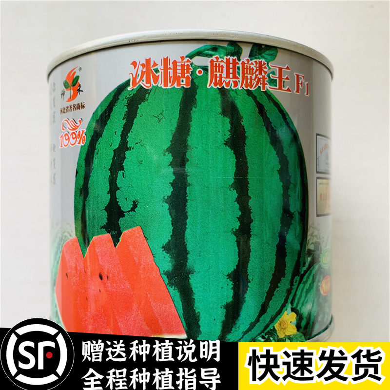冰糖麒麟王西瓜种子 麒麟早熟特甜 特大8424西瓜种籽南方四季阳台