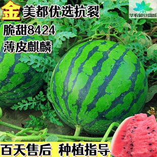 金美都优选耐裂西瓜种籽早熟大田新疆8424脆甜麒麟无籽西瓜种子孑